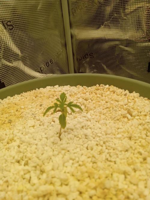 nasc purple lemonade. Week 3
