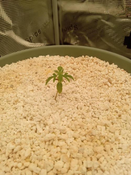 nasc purple lemonade. Week 3