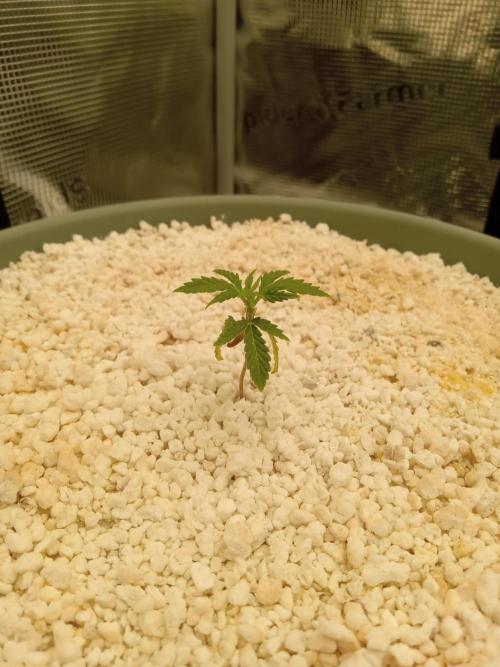 nasc purple lemonade. Week 3