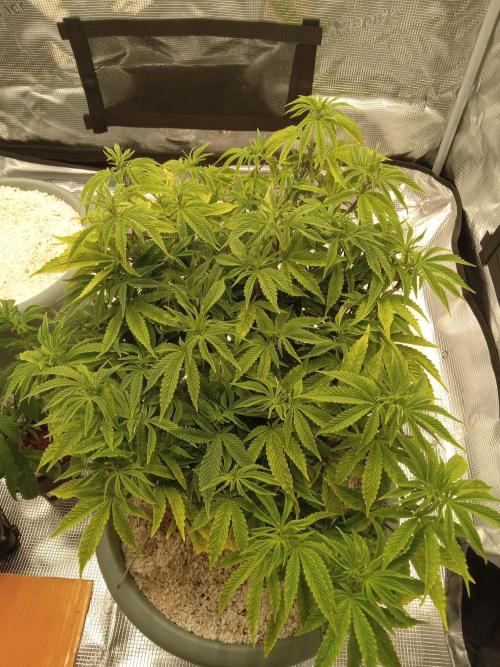 Cap junky yeilders clone. Week 9