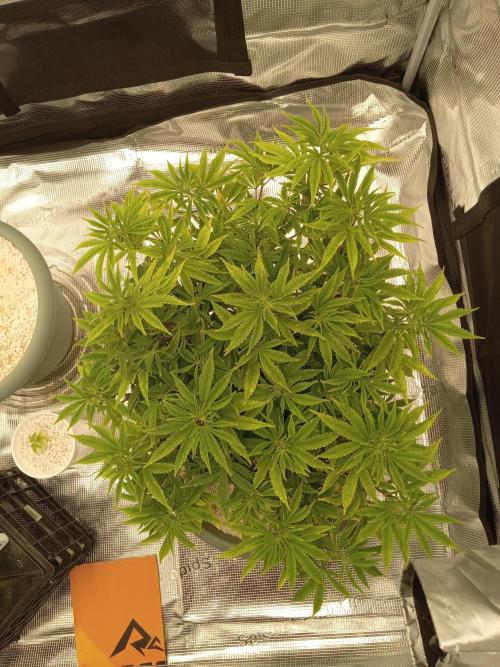 Cap junky yeilders clone. Week 9