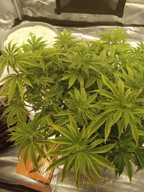 Cap junky yeilders clone. Week 9