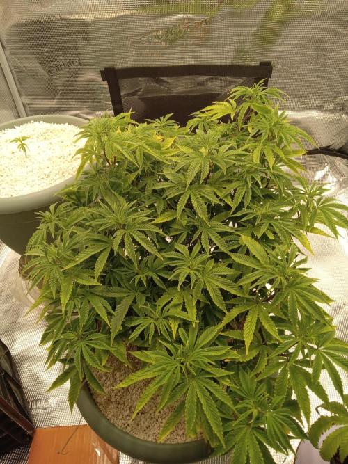 Cap junky yeilders clone. Week 9