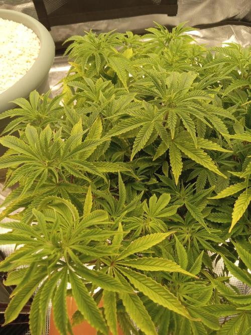 Cap junky yeilders clone. Week 9
