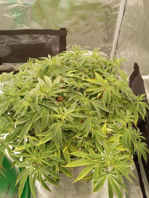 Cap junky yeilders clone. Week 10