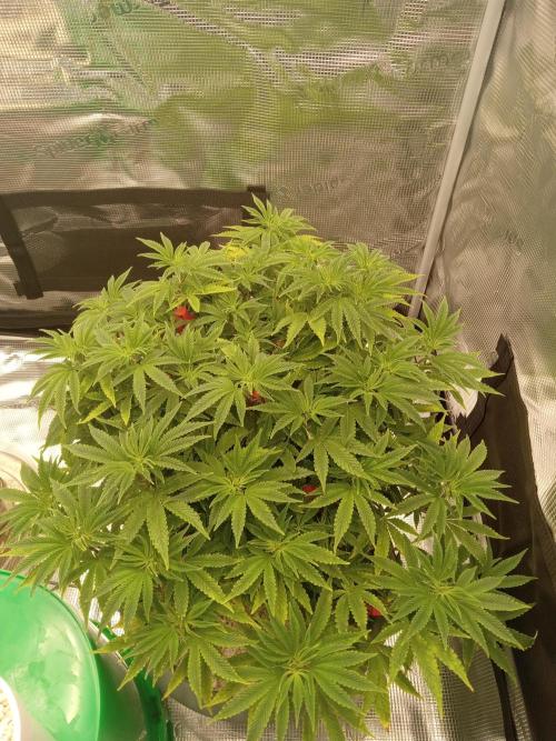 Cap junky yeilders clone. Week 10