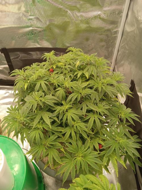 Cap junky yeilders clone. Week 10