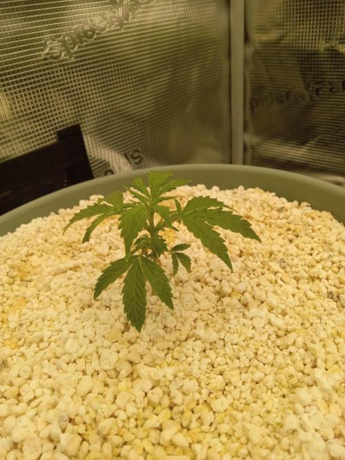 Grow Tent 3x3x6 90x90x180. Week 4