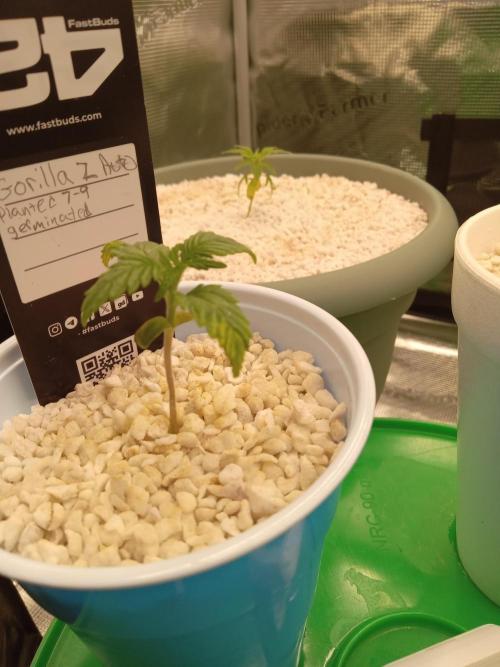 Gorilla Z auto solo cup grow. Week 1