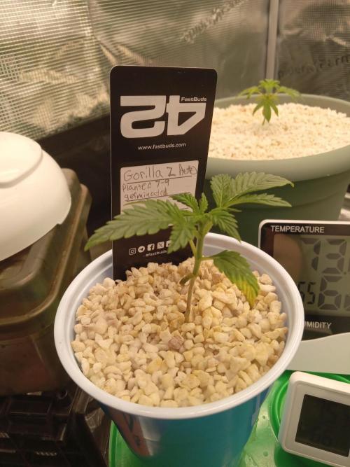 Gorilla Z Auto. Week 1