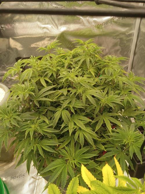 Cap junky yeilders clone. Week 11