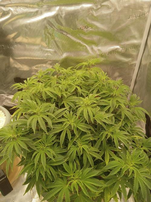 Cap junky yeilders clone. Week 11