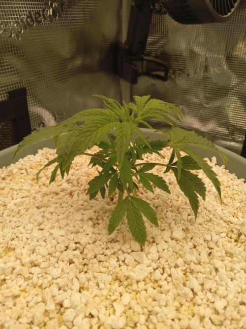 nasc purple lemonade. Week 5