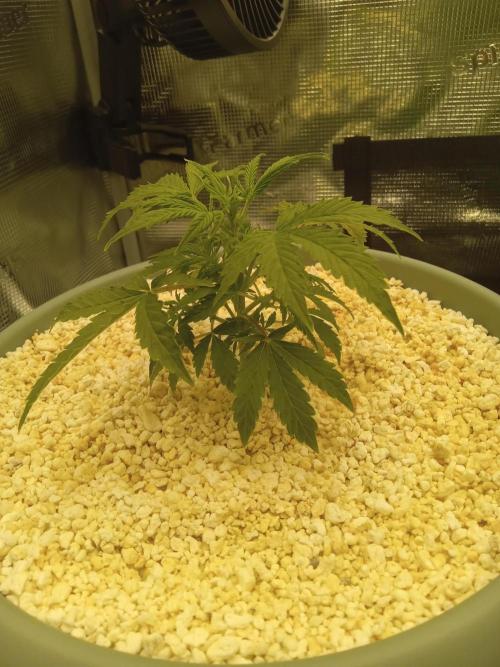 nasc purple lemonade. Week 5