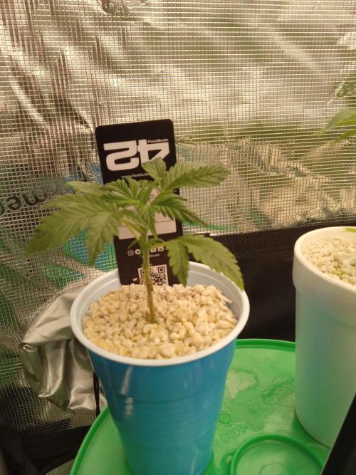Gorilla Z auto solo cup grow. Week 2