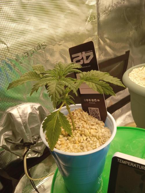 Gorilla Z auto solo cup grow. Week 2