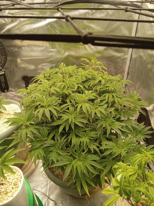 Cap junky yeilders clone. Week 12