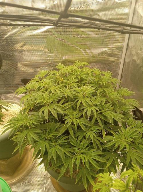 Cap junky yeilders clone. Week 12