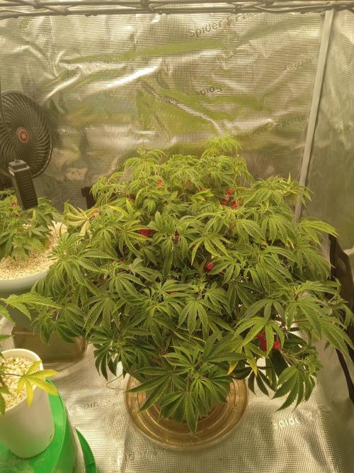 Cap junky yeilders clone. Week 12
