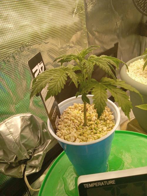 Gorilla Z auto solo cup grow. Week 3