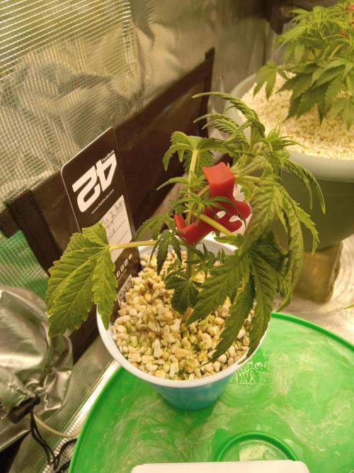 Gorilla Z auto solo cup grow. Week 3