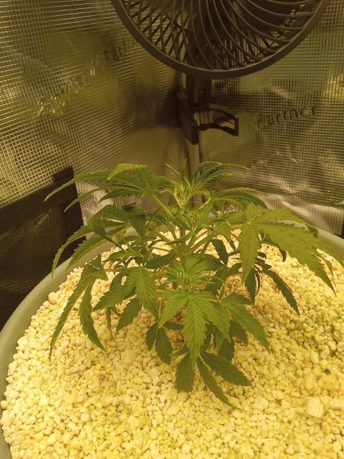 nasc purple lemonade. Week 6