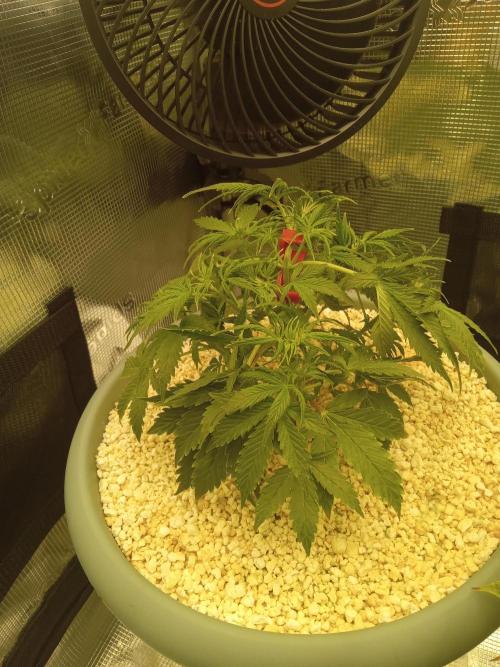 nasc purple lemonade. Week 6