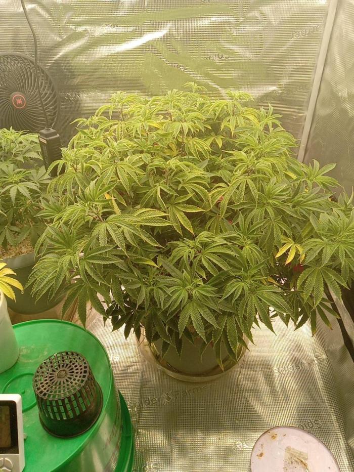 Cap junky yeilders clone. Week 13
