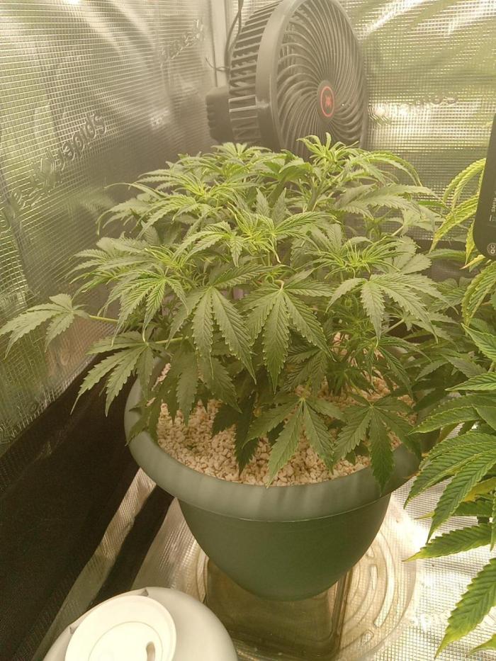 nasc purple lemonade. Week 7
