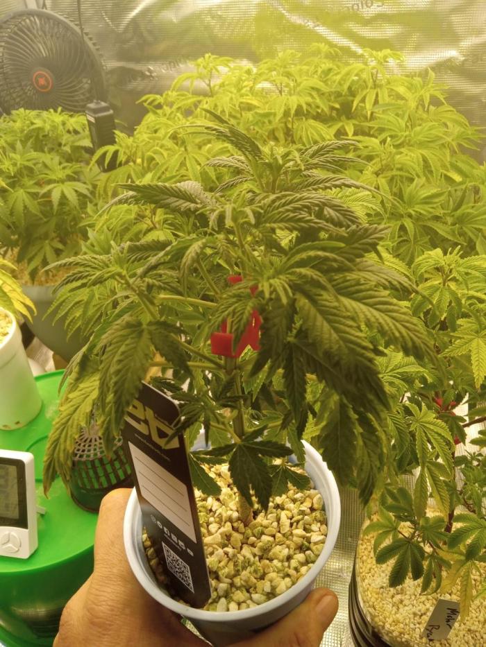 Gorilla Z auto solo cup grow. Week 4