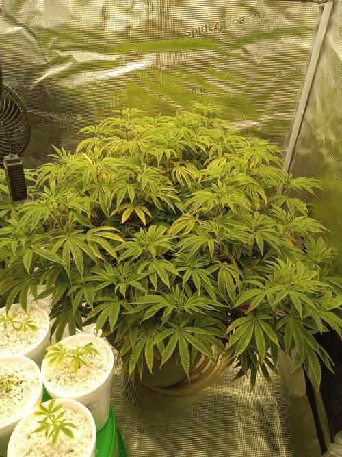 Cap junky yeilders clone. Week 14