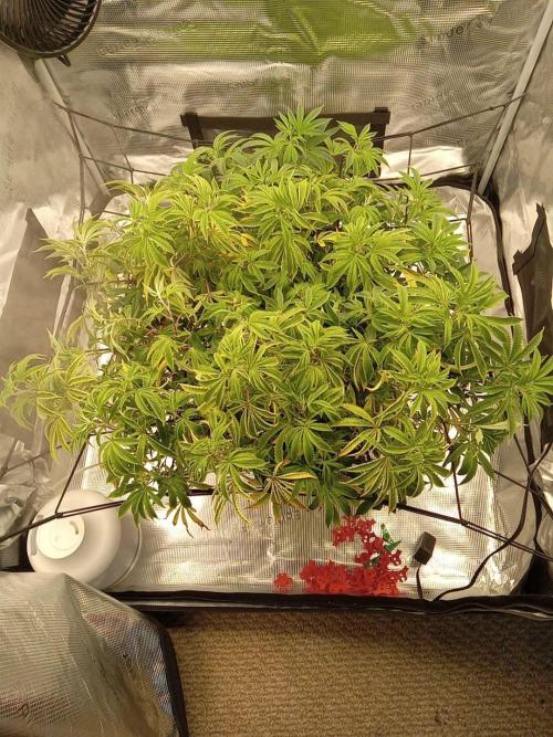 Cap junky yeilders clone. Week 14