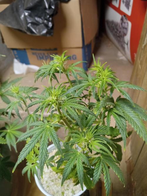 Gorilla Z Auto. Week 5
