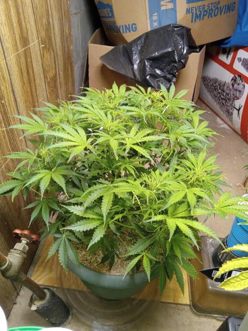 nasc purple lemonade. Week 8