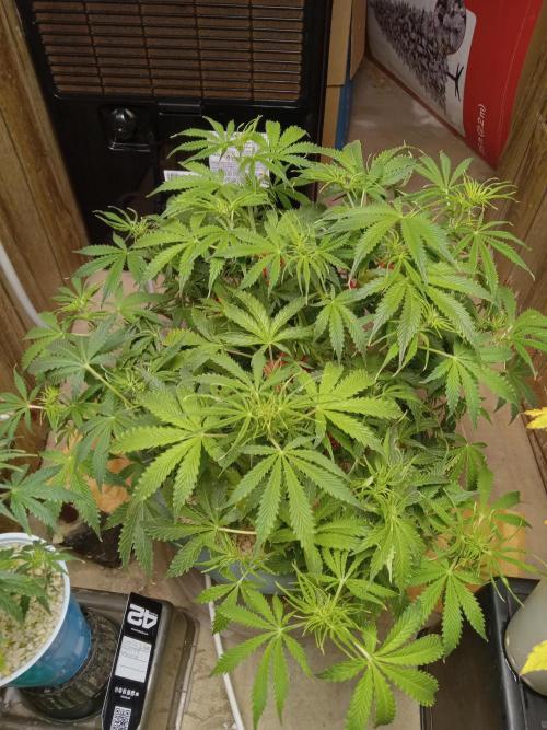 nasc purple lemonade. Week 8