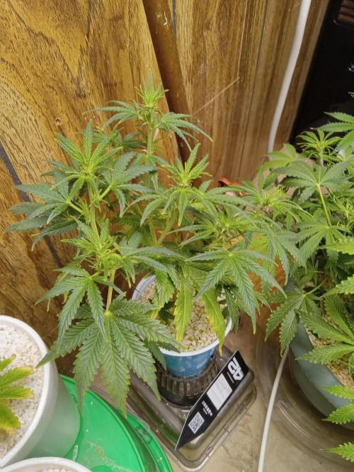 Gorilla Z Auto. Week 5