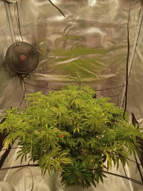 Cap junky yeilders clone. Week 15
