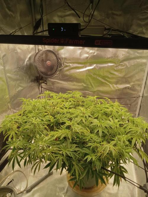 Grow Tent 3x3x6. Week 15