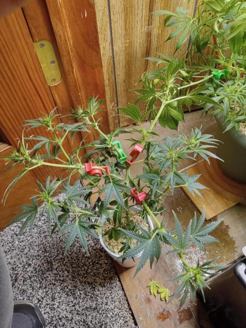 Gorilla Z auto solo cup grow. Week 6