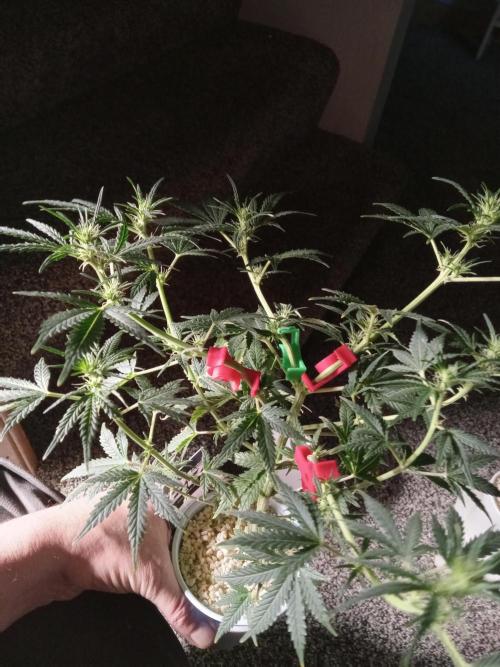 Gorilla Z auto solo cup grow. Week 6