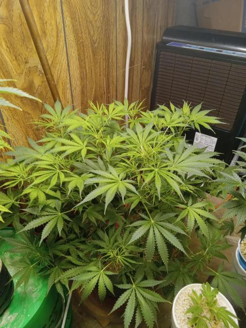 nasc purple lemonade. Week 9