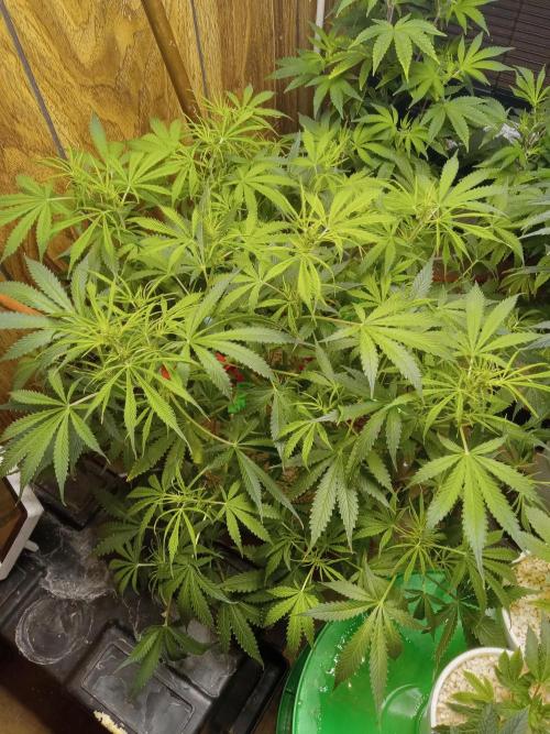 nasc purple lemonade. Week 9