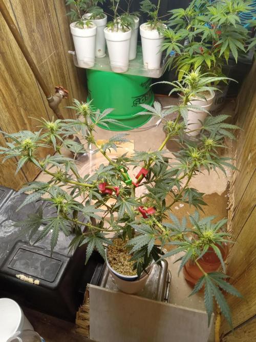 Gorilla Z auto solo cup grow. Week 7