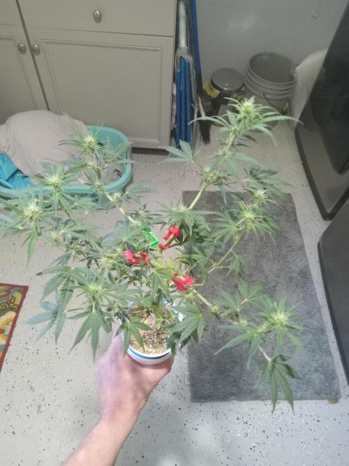 Gorilla Z Auto. Week 7