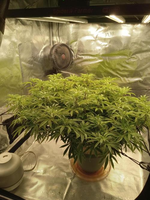 Cap junky yeilders clone. Week 16