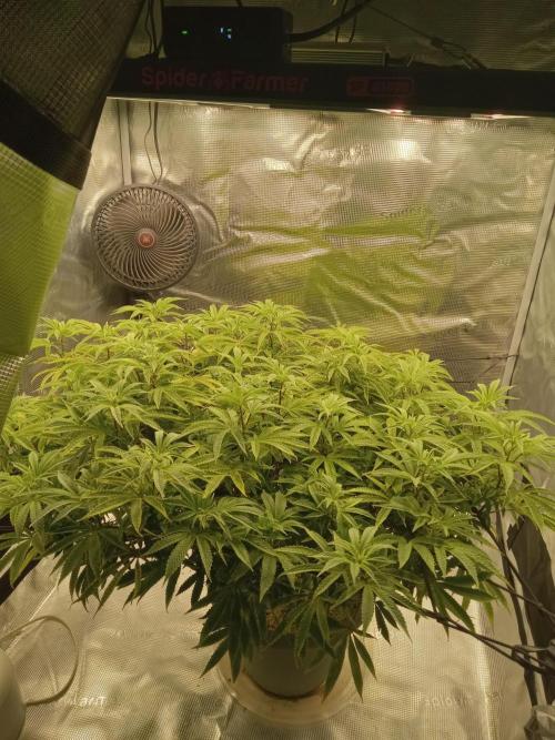 Cap junky yeilders clone. Week 16
