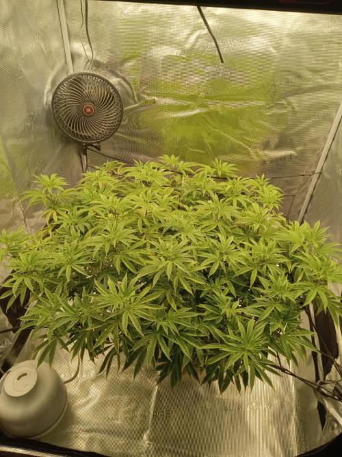 Grow Tent 3x3x6. Week 16