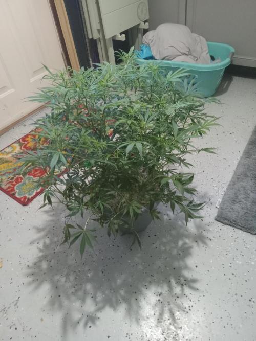 nasc purple lemonade. Week 10