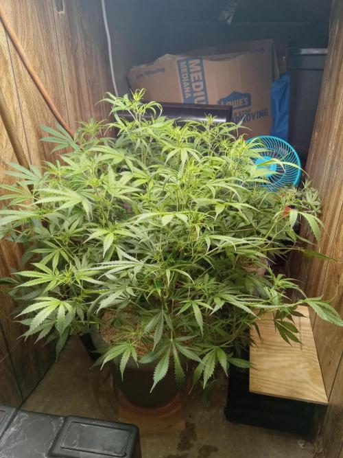 Grow Tent 3x3x6. Week 10