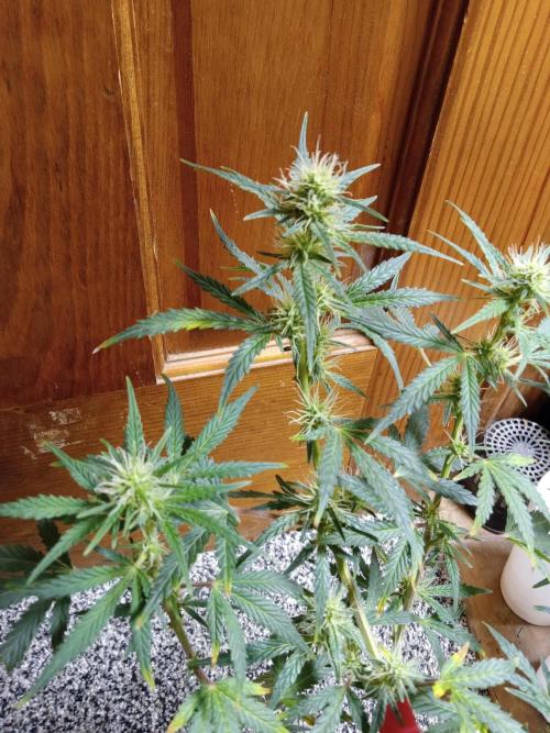 Gorilla Z Auto. Week 8